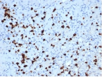 MPO Antibody
