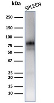 MPO Antibody