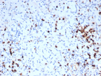 GZMB Antibody