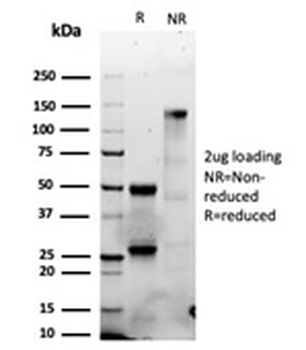 GZMB Antibody