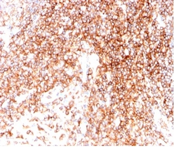 CD48 Antibody