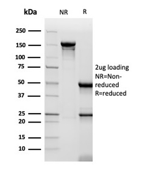 CD48 Antibody