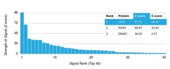 CD5L / CD5LG / CD5 Ligand Antibody
