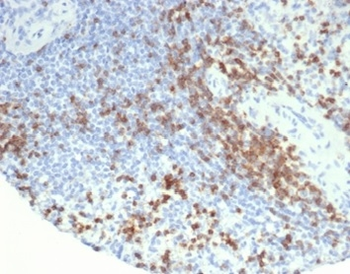 CD2 Antibody