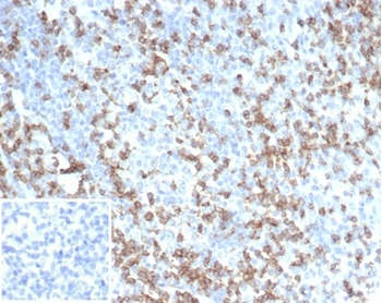 CD2 Antibody