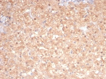 PRKCI Antibody
