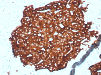 SYP Antibody