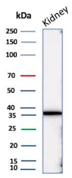 NAPSA Antibody