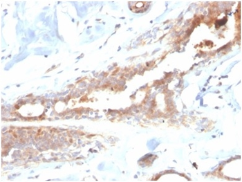 LTF Antibody