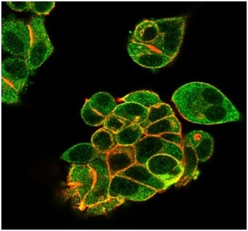 LTF Antibody
