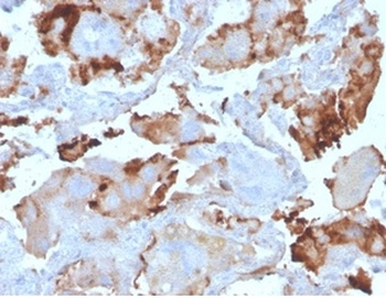 BPIFB1 Antibody