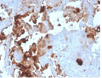 BPIFB1 Antibody