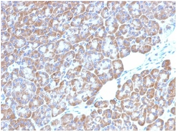 LMO2 Antibody