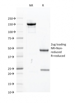 SPI1 Antibody