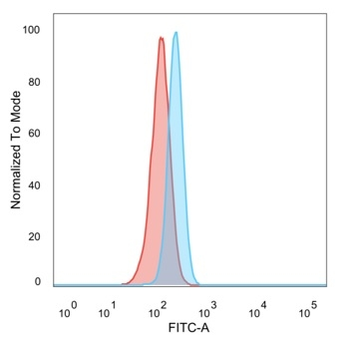RBMS2 Antibody
