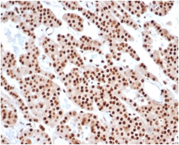 PCNA Antibody