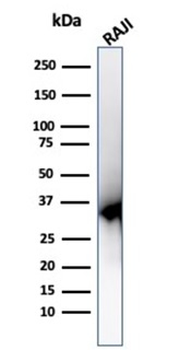 PCNA Antibody