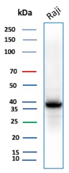 PCNA Antibody