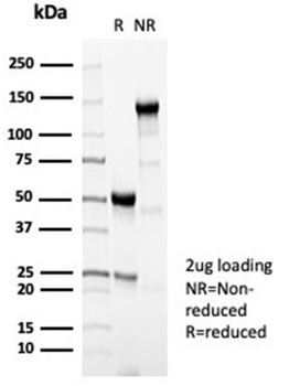 PRF1 Antibody