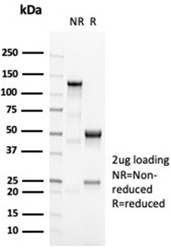 POU2F2 Antibody
