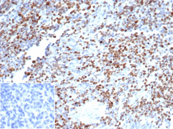 POU2F2 Antibody