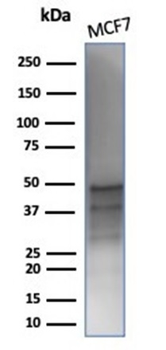GATA3 Antibody