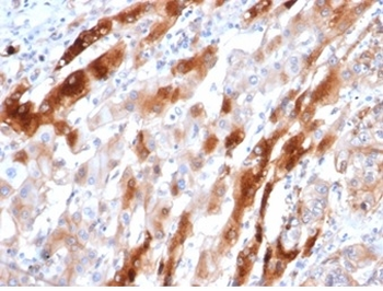 GLUL Antibody