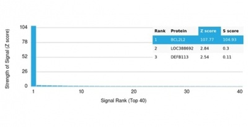 BCL2L2 Antibody