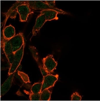 BCL2L2 Antibody