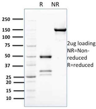 BCL2L2 Antibody