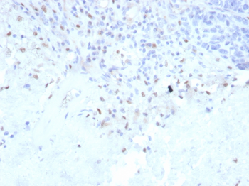 SPI1 Antibody