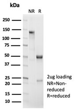 CTNNB1 Antibody