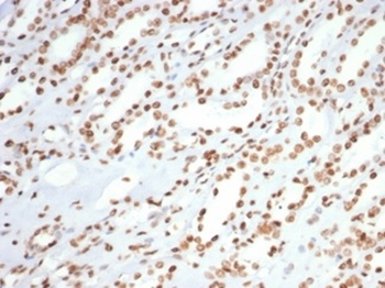 XRCC5 Antibody