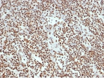 XRCC5 Antibody
