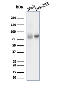 XRCC5 Antibody
