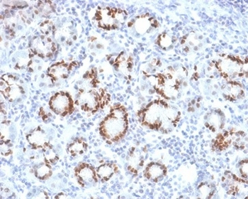 SOX9 Antibody