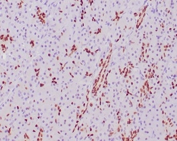 SOX9 Antibody
