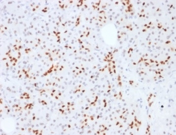 SOX9 Antibody
