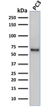 SOX9 Antibody