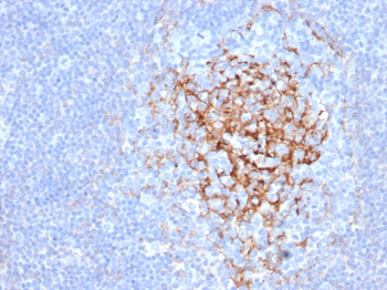CR1 Antibody
