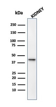 AMACR Antibody