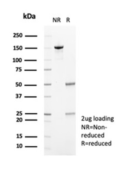 FBN1 Antibody