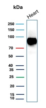 CD36 Antibody