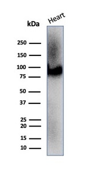 CD36 Antibody