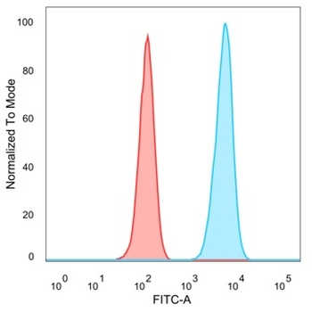 PBX1 Antibody