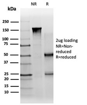 PBX1 Antibody