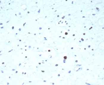 PAX7 Antibody