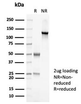 PAX7 Antibody