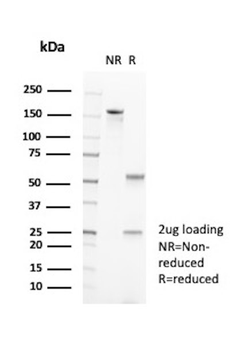 PDCD1 Antibody
