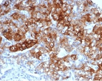 ANPEP Antibody